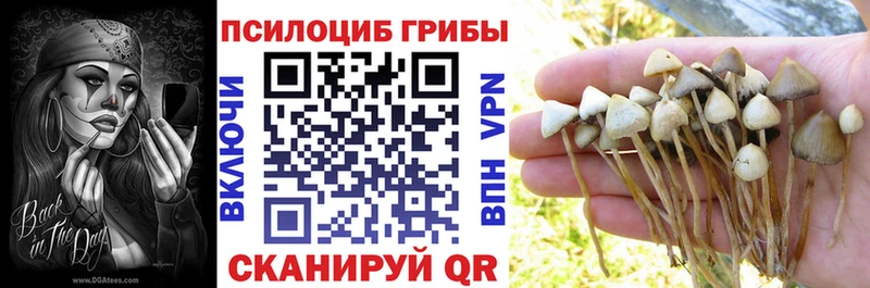 Купить закладки  Кимовск  Псилоцибиновые грибы MAGIC MUSHROOMS 